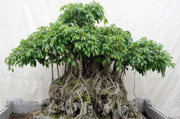 Cây sanh bonsai